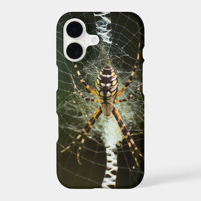 Yellow garden spider closeup (Back)