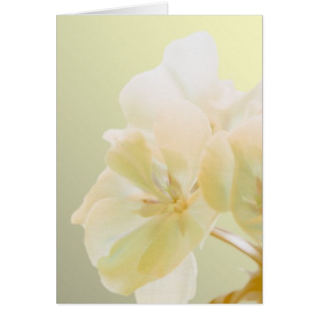 Yellow Geranium (Front)