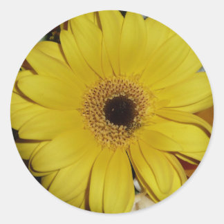 Yellow Gerber Daisy Classic Round Sticker