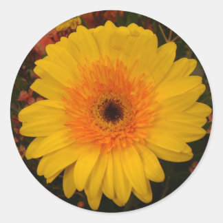 Yellow Gerber Daisy Classic Round Sticker