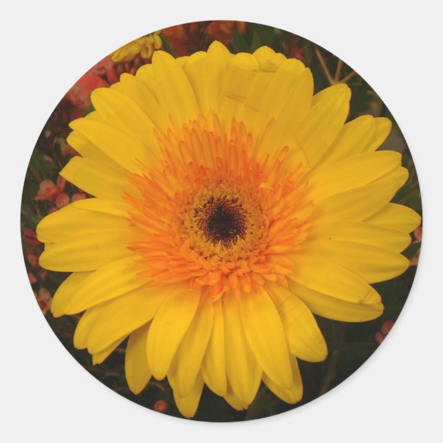 Yellow Gerber Daisy Classic Round Sticker (Front)