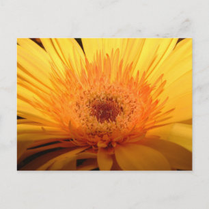 Yellow Gerber Daisy Postcard