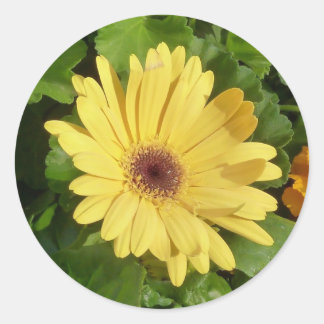 Yellow Gerber Daisy Sticker