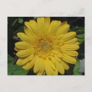 Yellow Gerber / Gerbera Daisy Postcard