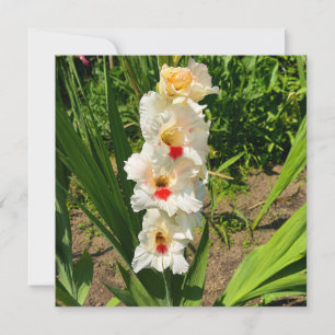Yellow gladiolus in my garden card