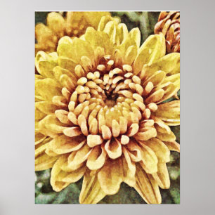 Yellow Gold Mum Flower Photographic Art Print