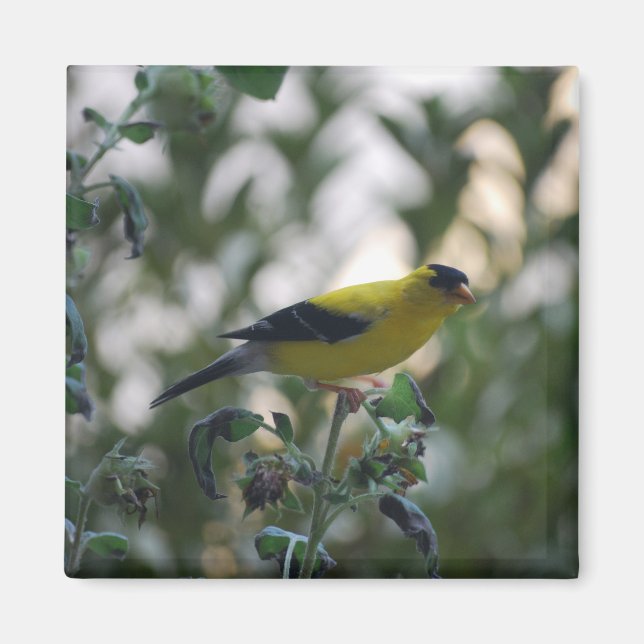 Yellow Goldfinch Magnet  (Front)