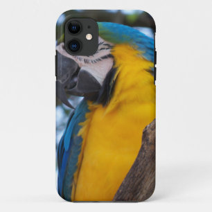 Yellow green and blue tropical Macaw iPhone 11 Case