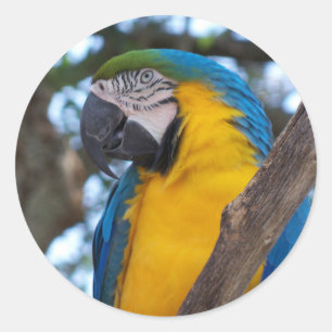 Yellow green and blue tropical Macaw Classic Round Sticker