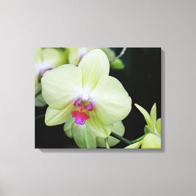 Yellow Green Orchid Canvas Print (Front)