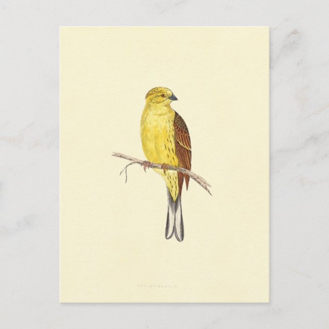 Yellow Hammer Bird Vintage Illustration Postcard (Front)