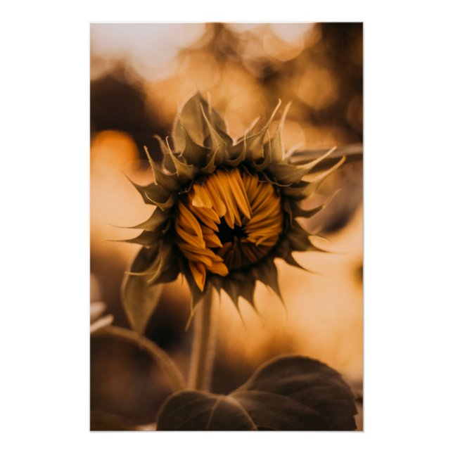 Yellow Hardy Sunflower Art Best Sunflower Photos Poster (Front)