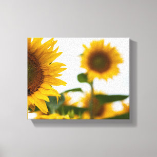 Yellow Hardy Sunflower Best Sunflower Photos Canvas Print