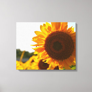 Yellow Hardy Sunflower Best Sunflower Photos Canvas Print