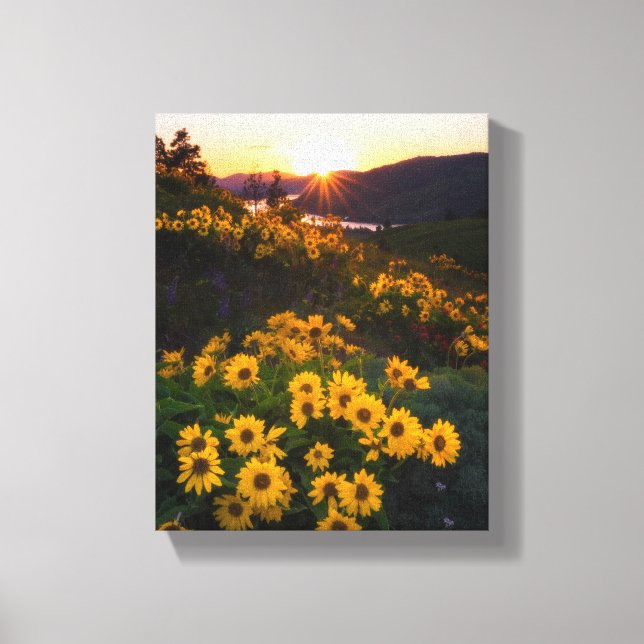 Yellow Hardy Sunflower Best Sunflower Photos Canvas Print (Front)