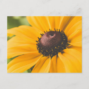 Yellow Hardy Sunflower Best Sunflower Photos Postcard