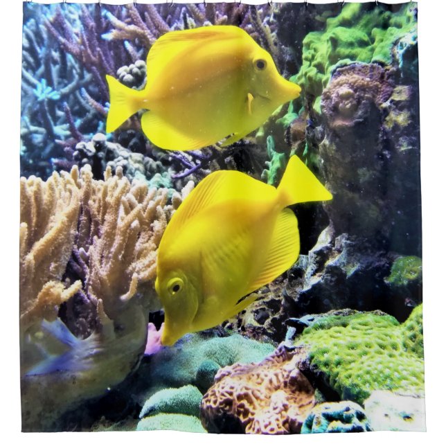 Yellow Hawaiian Tang Fish (Front)