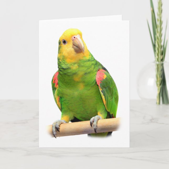 Yellow-headed amazon card (Front)