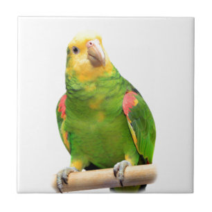 Yellow-headed amazon tile