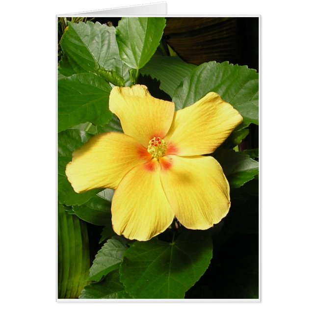 Yellow Hibiscus (Front)