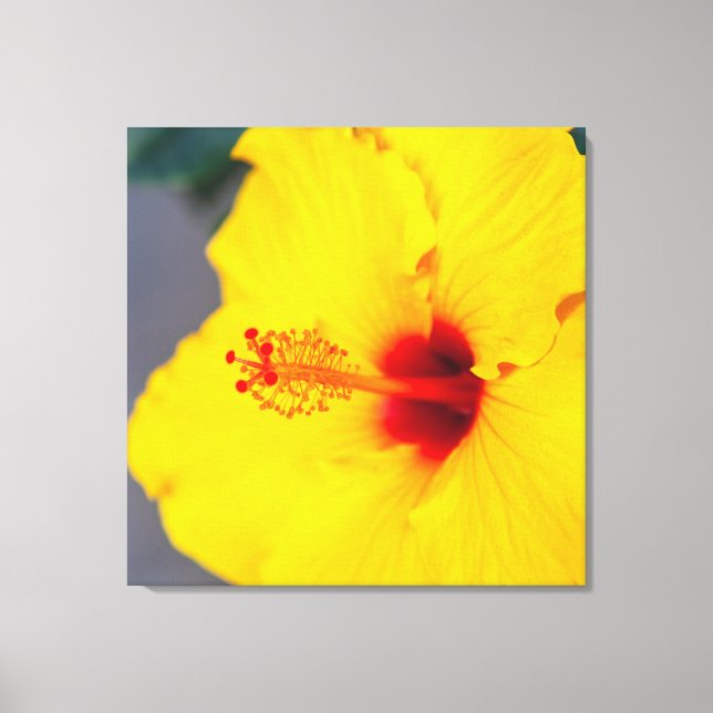 Yellow Hibiscus Canvas Print (Front)
