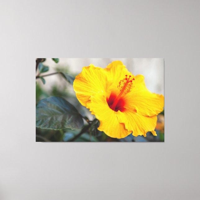 Yellow Hibiscus  Canvas Print (Front)