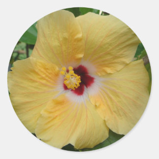 Yellow Hibiscus Classic Round Sticker