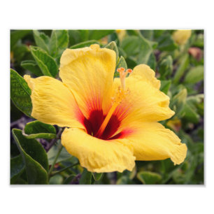 Yellow Hibiscus Flower Photo Print
