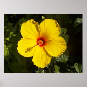 Yellow Hibiscus Flower Poster