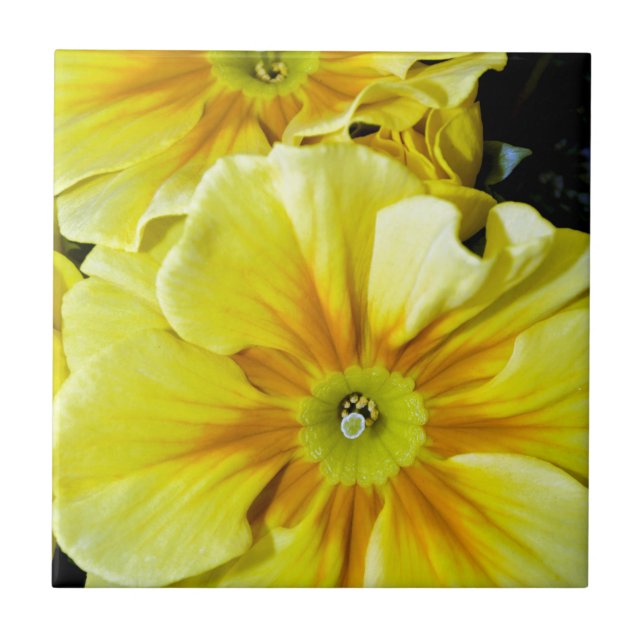 Yellow hibiscus flowers tile (Front)