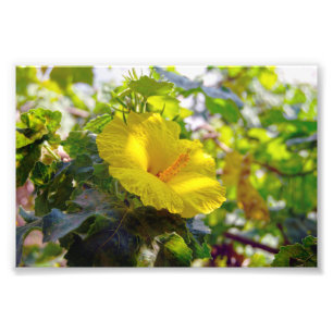 Yellow Hibiscus Hawaii State Flower Photo Print