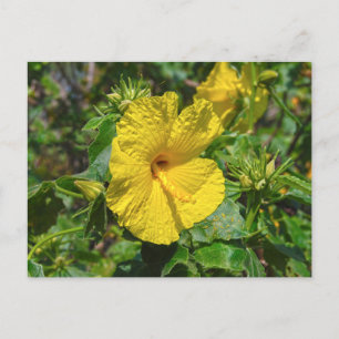 Yellow Hibiscus Hawaii State Flower Postcard