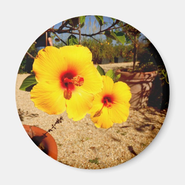 Yellow Hibiscus Magnet (Front)