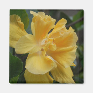 Yellow Hibiscus magnet