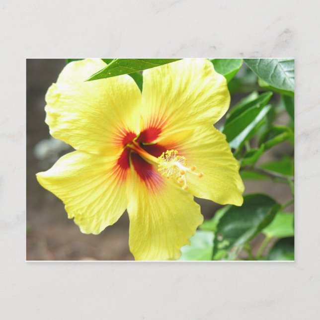 Yellow Hibiscus Postcard (Front)