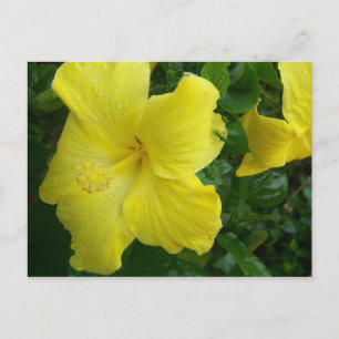 Yellow Hibiscus Postcard
