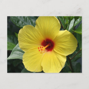 Yellow Hibiscus Postcard