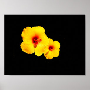 Yellow Hibiscus Poster