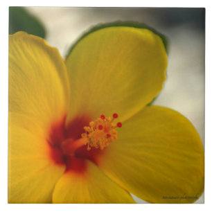 Yellow Hibiscus Tile