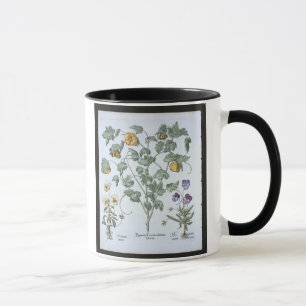 Yellow Horned Poppy, from the 'Hortus Eystettensis Mug