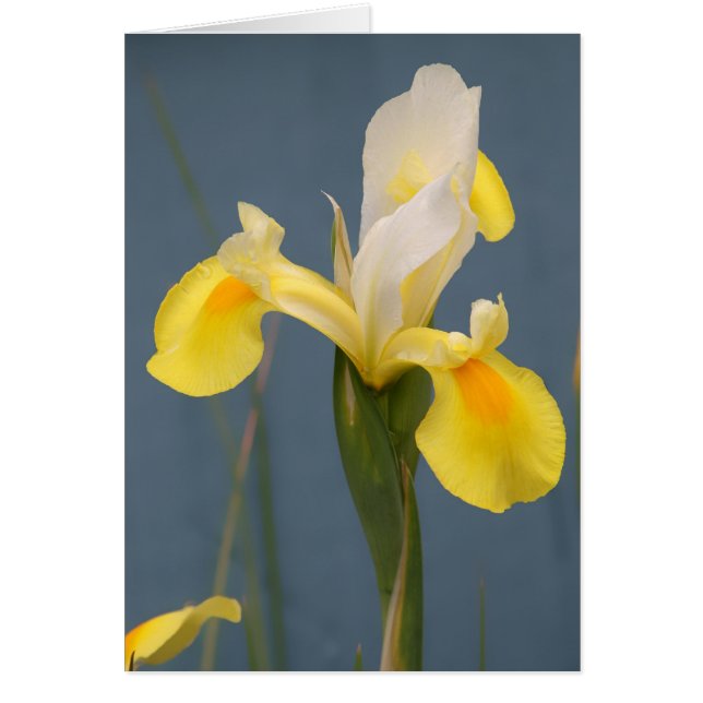 Yellow Iris (Front)