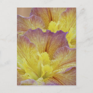 Yellow iris and its meaning postcard