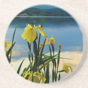 Yellow Iris at Lake Shore Coaster