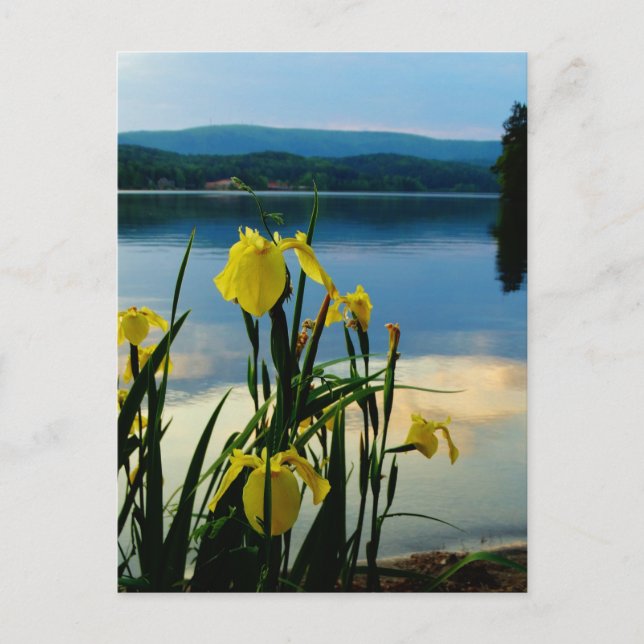 Yellow Iris at Lake Shore Postcard (Front)