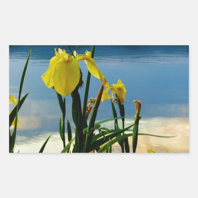 Yellow Iris at Lake Shore Sticker (Front)