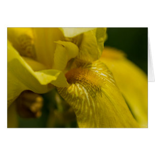 Yellow Iris Beard