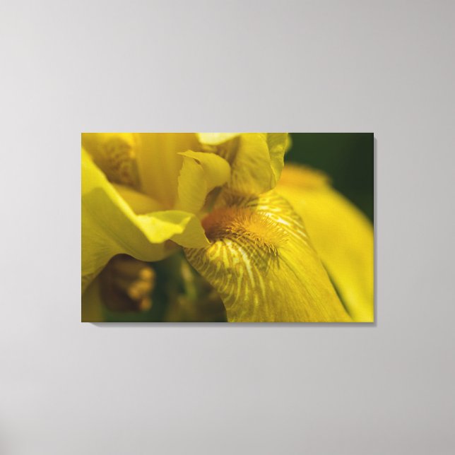 Yellow Iris Beard Canvas Print (Front)