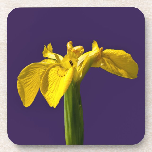 Yellow Iris Coaster (Front)
