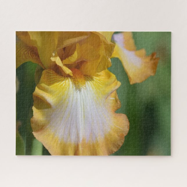 Yellow Iris Flower Jigsaw Puzzle (Horizontal)