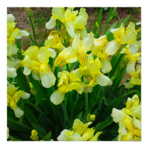 Yellow Iris Flower Mix Perfect Poster